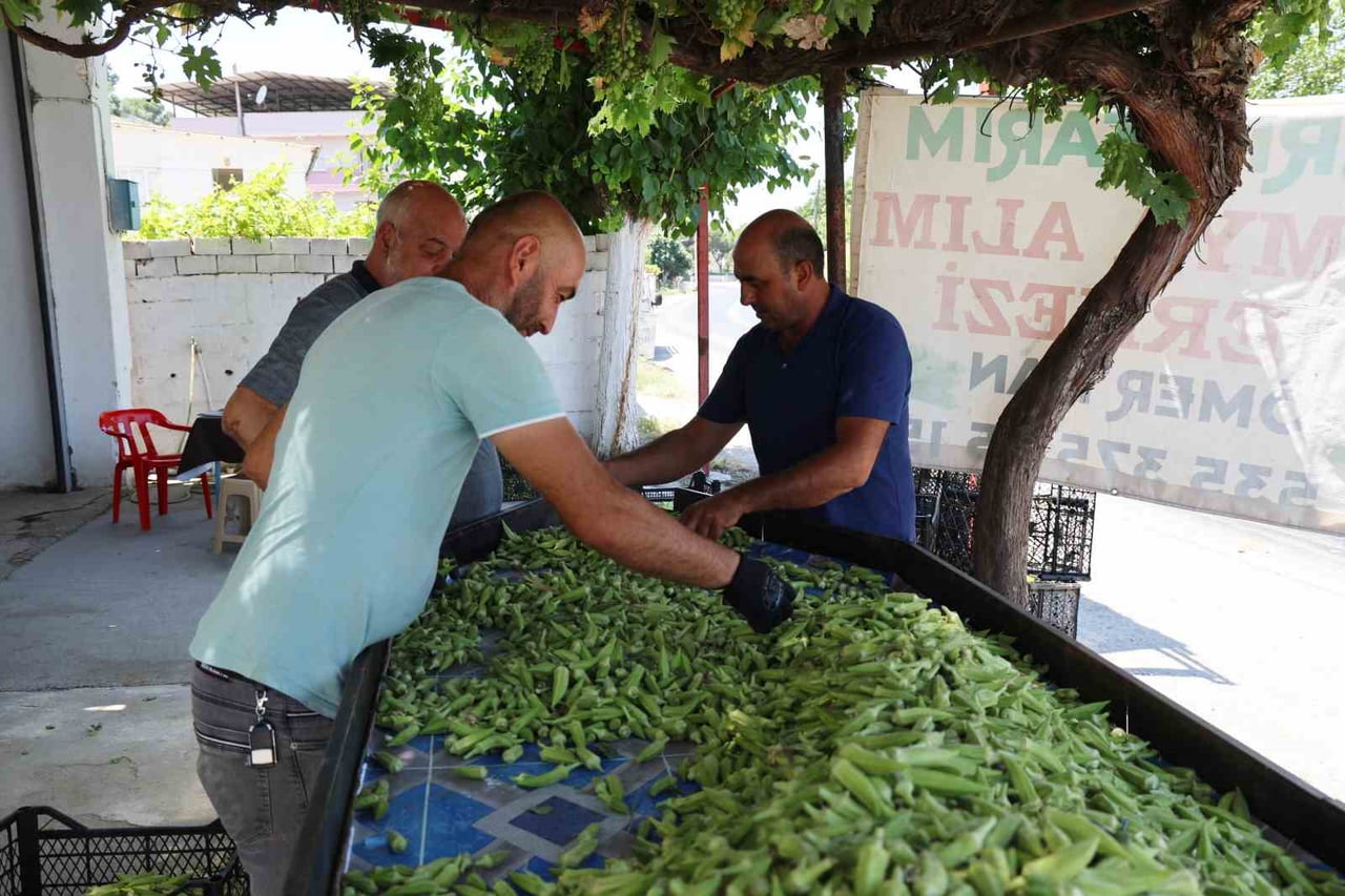 AYDIN'IN KOÇARLI İLÇESİNDE YAKLAŞIK 3 BİN 500 DEKARLIK ALANDA ÜRETİLEN VE TÜRKİYE'NİN BİRÇOK İLİNE...