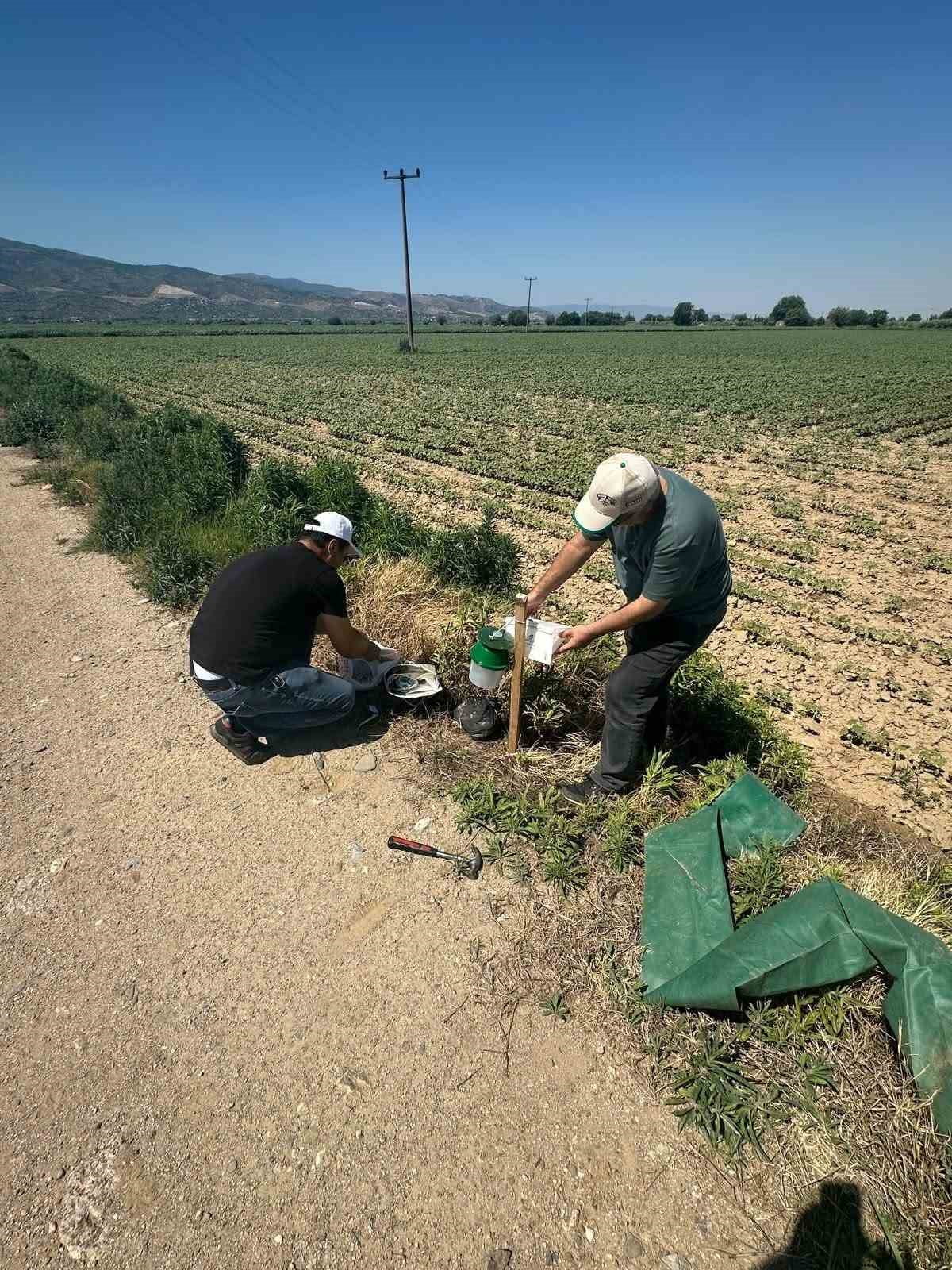 AYDIN'IN KÖŞK İLÇESİNDE PAMUKTA ENTEGRE MÜCADELE ÇALIŞMALARI KAPSAMINDA SEÇİLEN ÜRETİM ALANLARINA...