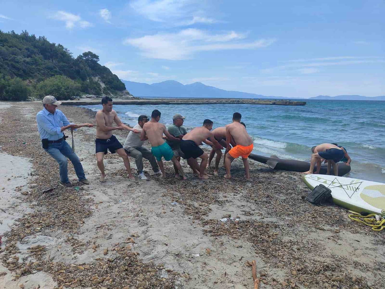 AYDIN'IN KUŞADASI İLÇESİNDE KIYIYA VURAN 3,85 METRE UZUNLUĞUNDAKİ DİŞİ BOZ CAMGÖZ KÖPEKBALIĞI...