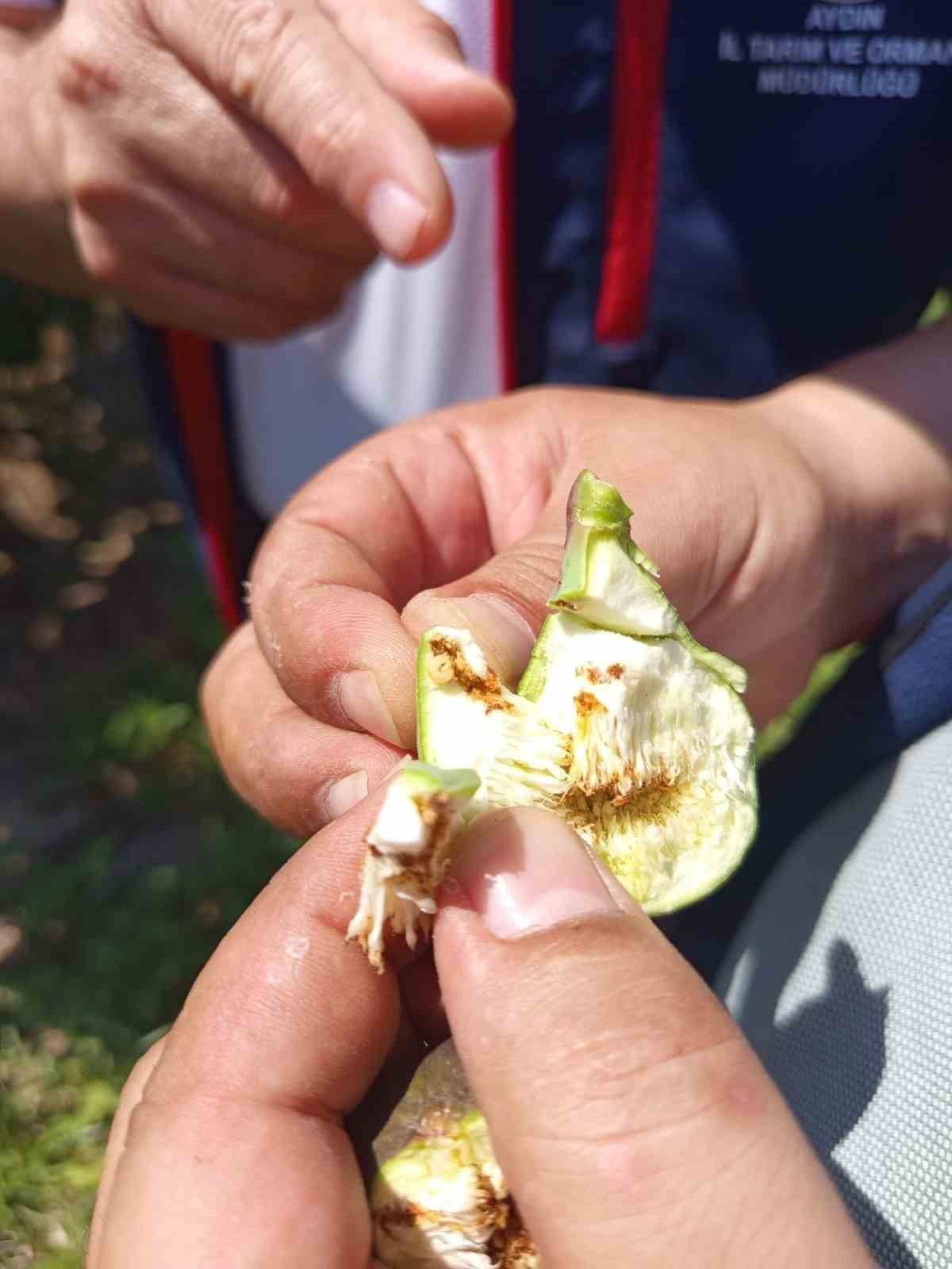 AYDIN'IN KUYUCAK İLÇESİNDE İLÇE TARIM VE ORMAN MÜDÜRLÜĞÜ EKİPLERİ TARAFINDAN İNCİR BAHÇELERİNDE...
