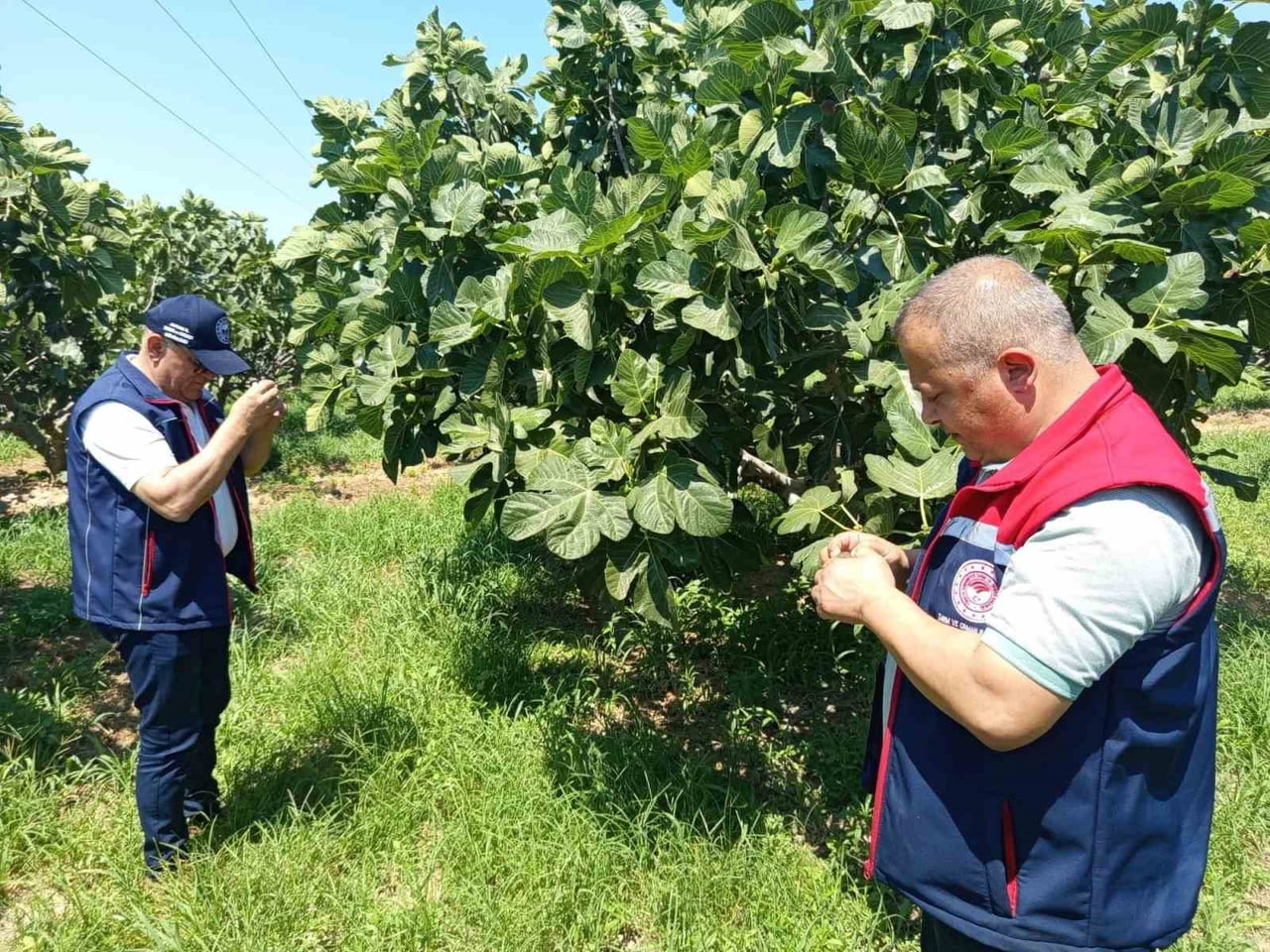 AYDIN'IN KUYUCAK İLÇESİNDE İLÇE TARIM VE ORMAN MÜDÜRLÜĞÜ EKİPLERİ TARAFINDAN İNCİR BAHÇELERİNDE...