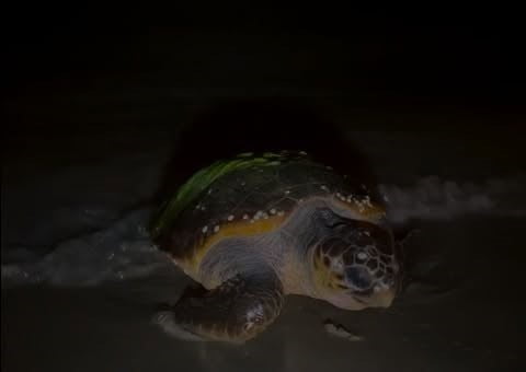 AYDIN’DA YILIN İLK CARETTA CARETTA YUVASI TESPİT EDİLDİ