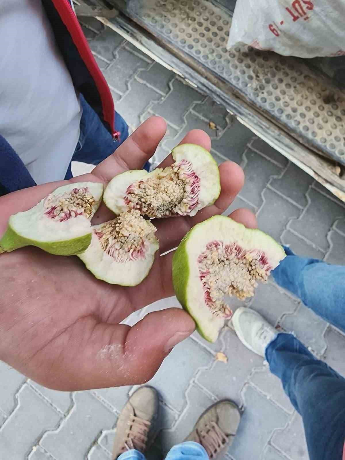AYDIN’IN BUHARKENT İLÇESİNDE, İNCİR ÜRETİMİNİN SAĞLIKLI ŞEKİLDE SÜRDÜRÜLEBİLMESİ İÇİN İLEK...