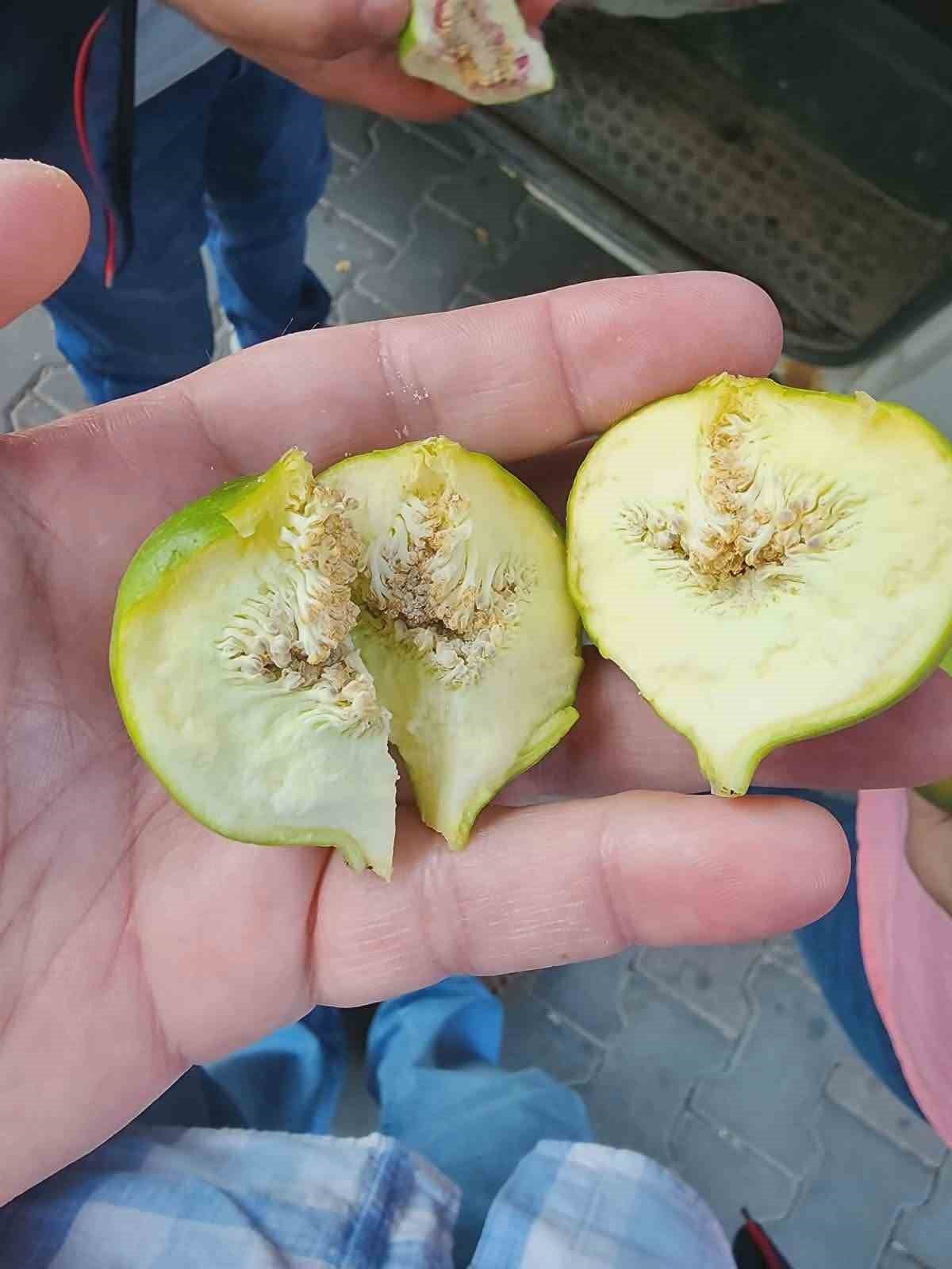 AYDIN’IN BUHARKENT İLÇESİNDE, İNCİR ÜRETİMİNİN SAĞLIKLI ŞEKİLDE SÜRDÜRÜLEBİLMESİ İÇİN İLEK...
