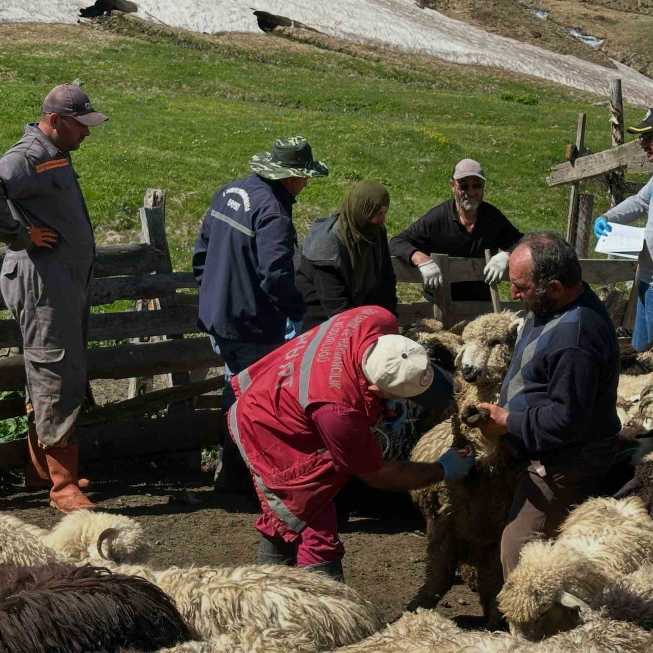 AYDINTEPE’DE KÜÇÜKBAŞ HAYVANLARDA AŞILAMA VE KÜPELEME ÇALIŞMALARI SÜRÜYOR