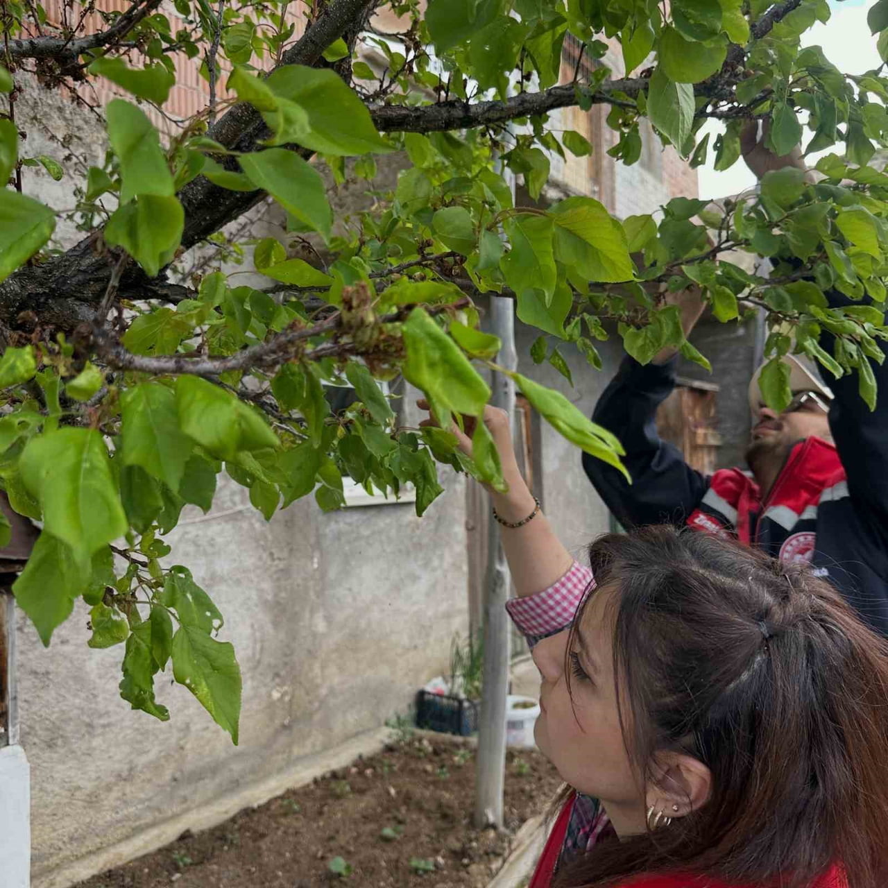 AYDINTEPE’DEKİ MEYVE BAHÇELERİNDE HASTALIK VE ZARARLI KONTROLÜ YAPILDI