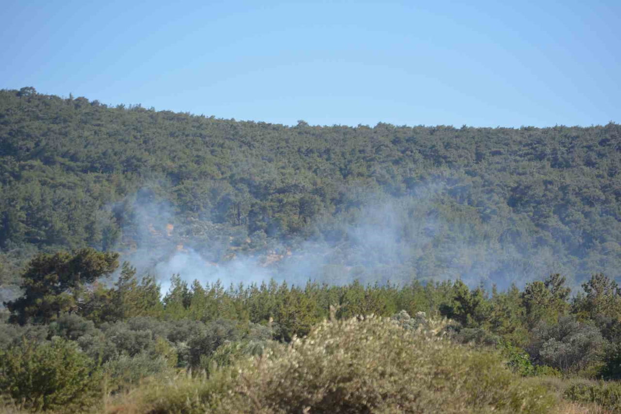 AYVALIK’TA ÇİFTLİK YANGINI ORMANA SIÇRADI