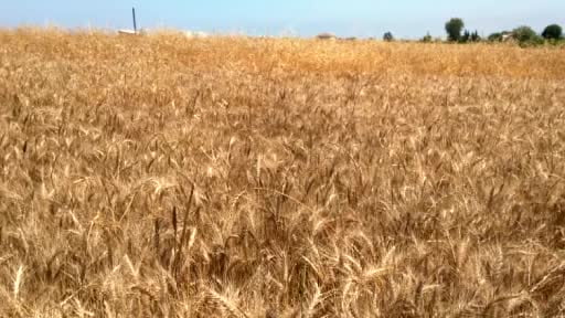 Bafra Ovası’nda buğday ve arpa hasadı başladı