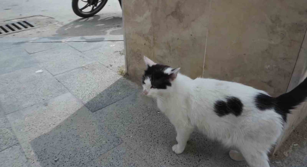 BAHSE KONU KEDİ