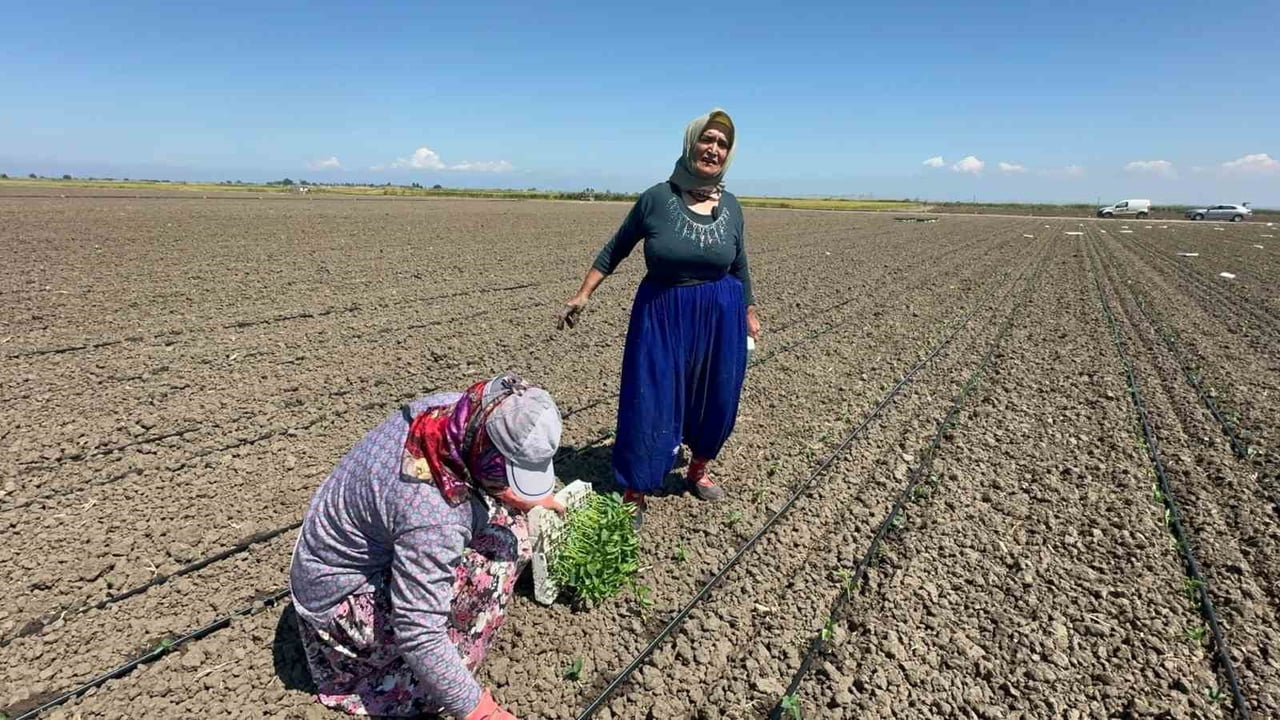 BALIKESİR'İN MANYAS İLÇESİNDE 10 YIL ÖNCE BELİNDEN AMELİYAT OLAN 70 YAŞINDAKİ TARIM İŞÇİSİ FATMA...