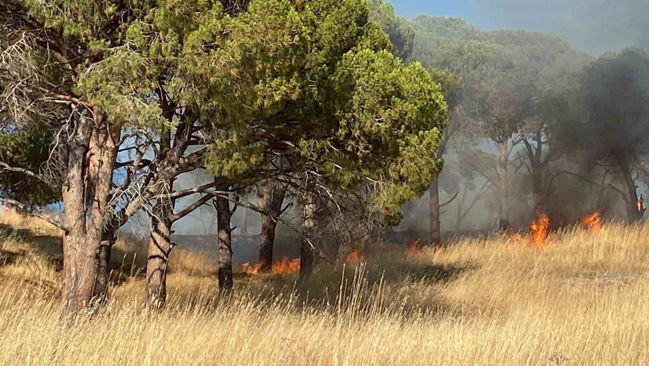 BALIKESİR AYVALIK'TA ÇIKAN ÖRTÜ YANGINI KONTROL ALTINA ALINDI