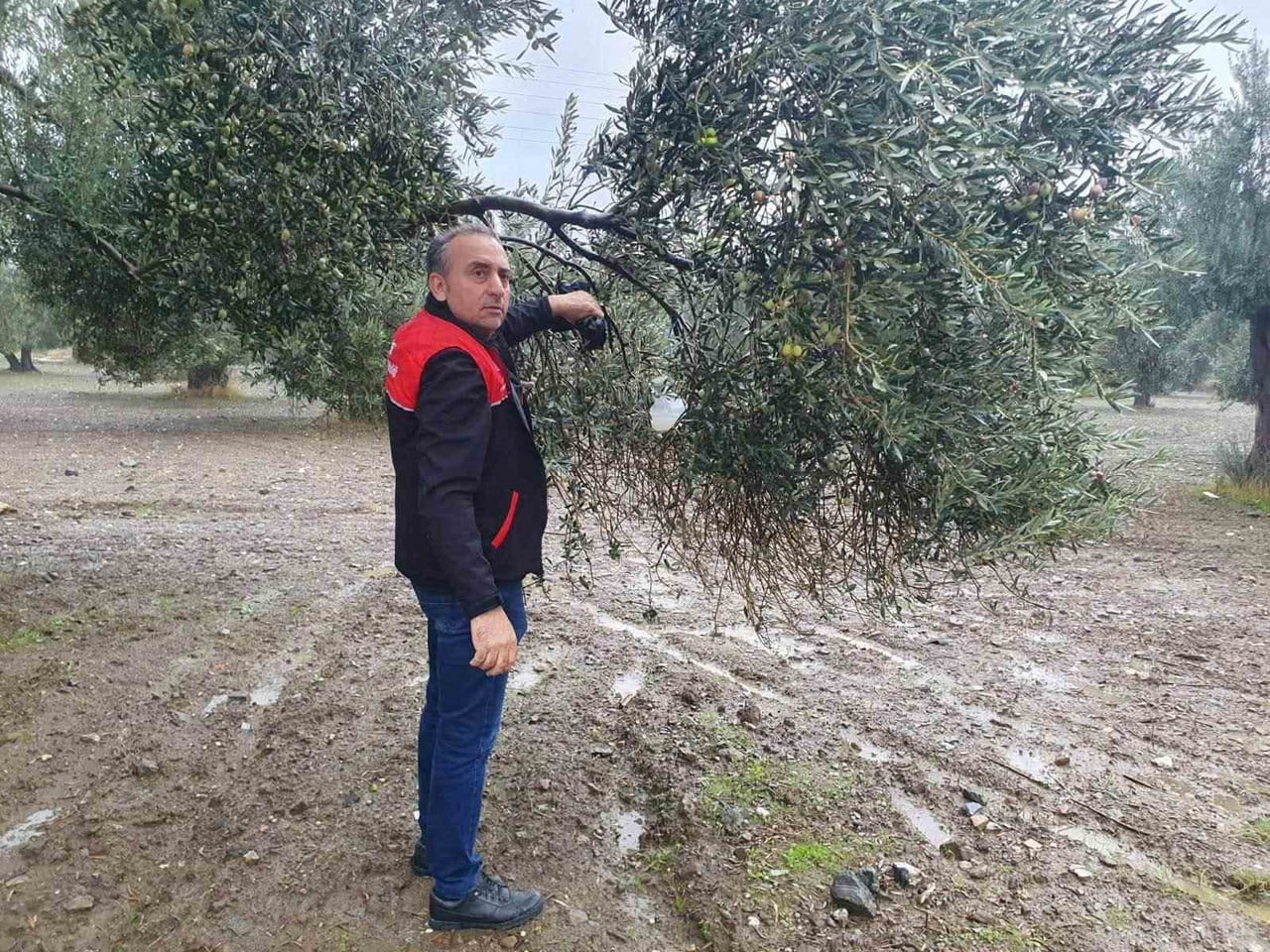 BALIKESİR’DE ZEYTİN ÜRETİMİNDE KALİTEYİ ARTIRMAK VE VERİM KAYIPLARININ ÖNÜNE GEÇMEK AMACIYLA...