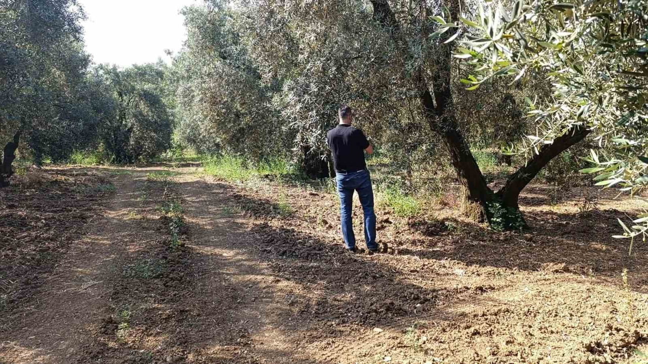 BALIKESİR’DE ZEYTİN ÜRETİMİNDE KALİTEYİ ARTIRMAK VE VERİM KAYIPLARININ ÖNÜNE GEÇMEK AMACIYLA...