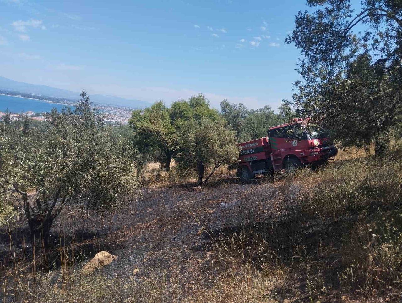 BALIKESİR’İN BURHANİYE İLÇESİNE BAĞLI PELİTKÖY MAHALLESİ’NDE ZEYTİNLİK ALANDA YANGIN ÇIKTI. HAFİF...