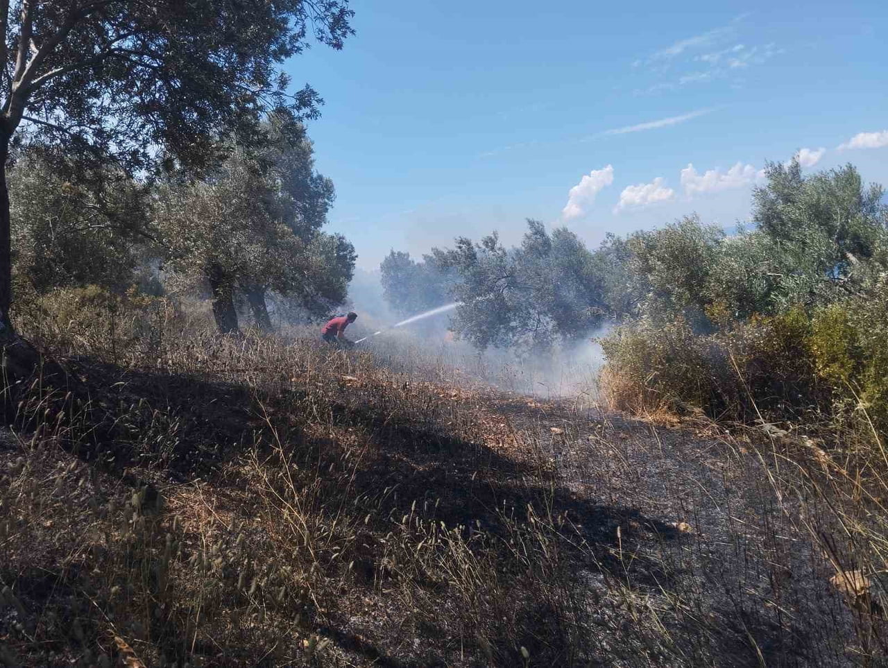 BALIKESİR’İN BURHANİYE İLÇESİNE BAĞLI PELİTKÖY MAHALLESİ’NDE ZEYTİNLİK ALANDA YANGIN ÇIKTI. HAFİF...