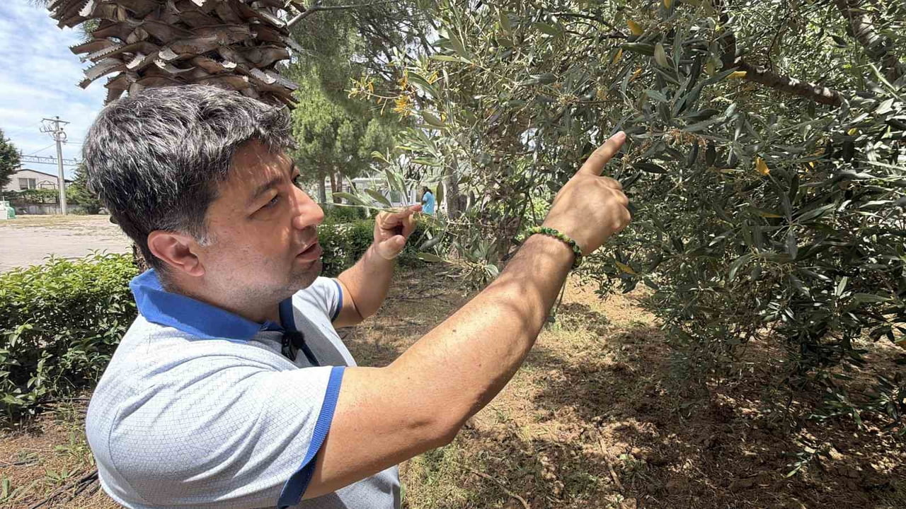 BALIKESİR ÜNİVERSİTESİ EDREMİT MESLEK YÜKSEKOKULU ZEYTİNCİLİK BÖLÜMÜ ÖĞRETİM GÖREVLİSİ DR. MÜCAHİT...