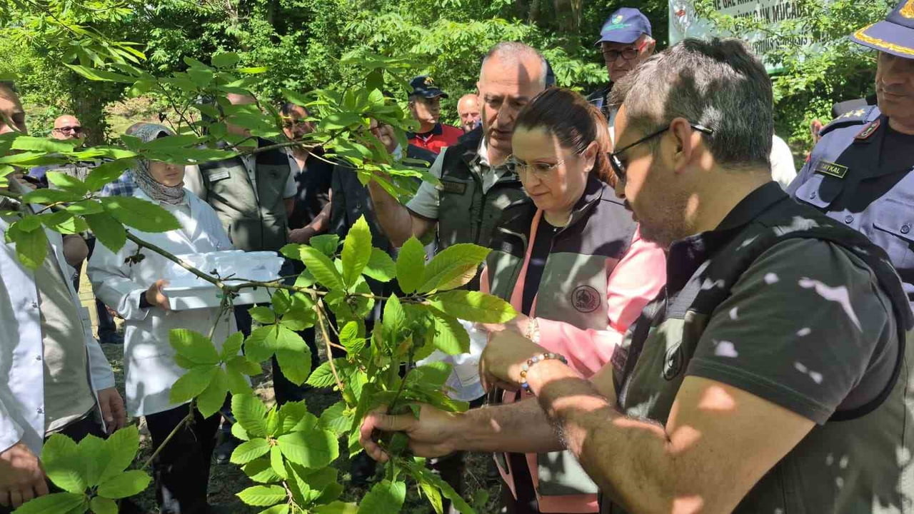 BARTIN'DA KESTANE AĞAÇLARINA BÜYÜK ZARAR VEREN VE HALK ARASINDAKİ ADIYLA "KATİL ARI" (GAL...