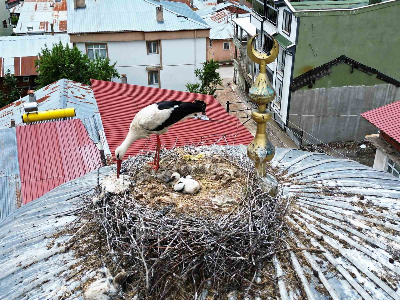 BAŞÇİFTLİK İLÇESİNDE UZUN YILLAR SONRA YENİDEN GÖRÜLEN LEYLEKLER, İLÇE HALKINI SEVİNDİRDİ....