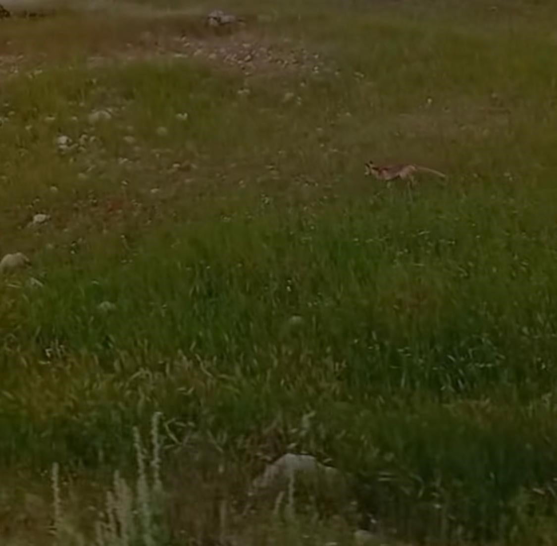 BATMAN-MARDİN KARAYOLUNDA SEYİR HALİNDE OLAN BİR ARAÇTA YAŞANAN İLGİNÇ DİYALOG, GÖRENLERİ VE...