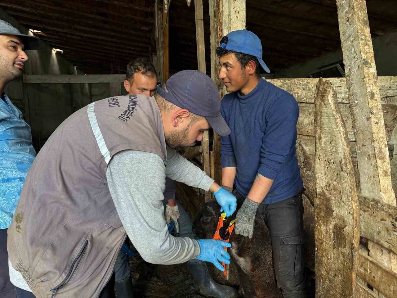 BAYBURT'TA KÜÇÜKBAŞ HAYVANLARA YÖNELİK KİMLİKLENDİRME VE AŞILAMA ÇALIŞMALARI SÜRÜYOR