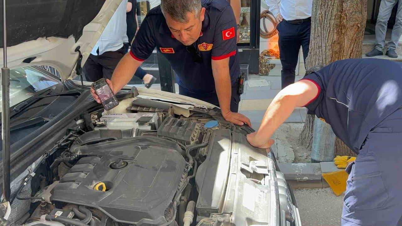BİLECİK'TE BİR ARABANIN MOTOR KISMINA GİREN YAVRU KEDİ, ORADAN ÇIKIP KORKUYLA ÇEVREDEKİ BAŞKA...