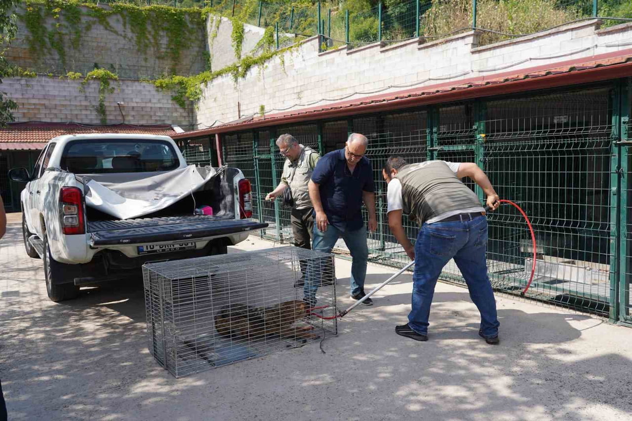 BİLECİK'TE OTOMOBİL ÇARPMASI SONUCU YARALI HALDE BULUNAN ÇAKAL TEDAVİ EDİLDİ