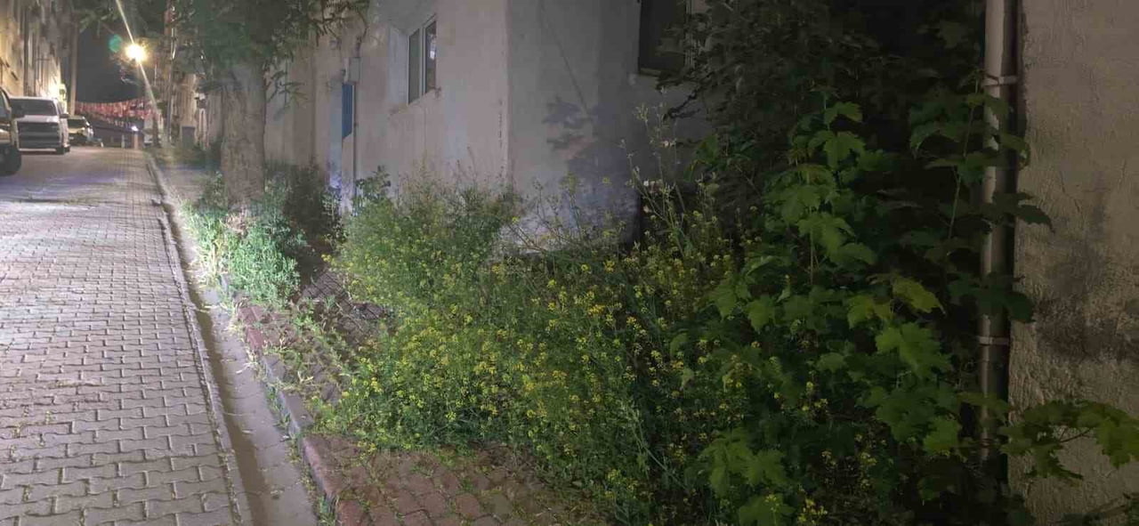 BİLECİK'TE VATANDAŞLAR OTLARDAN KALDIRIMDA YÜRÜYEMİYOR