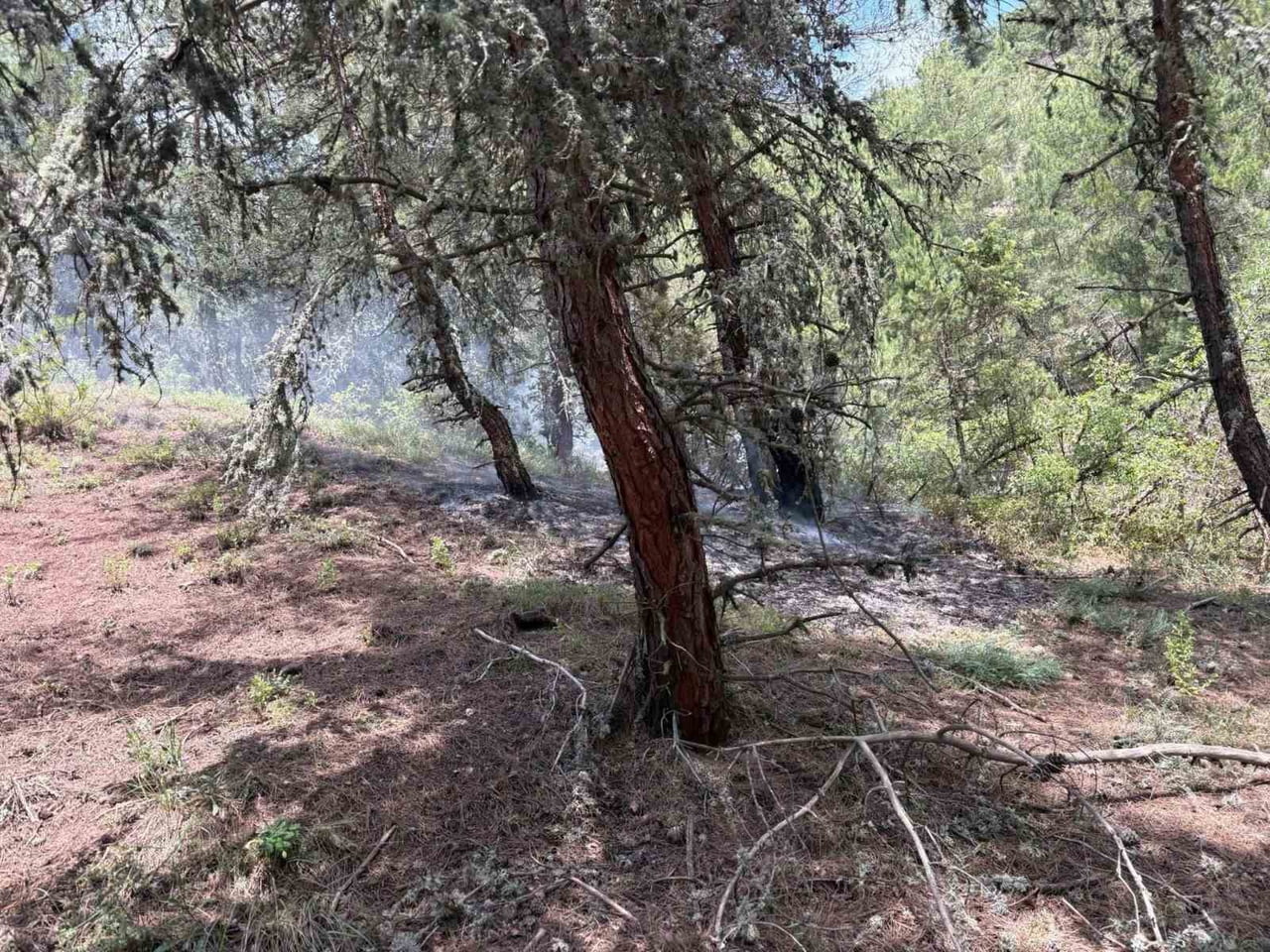 BİLECİK’TE ORMANLIK ALANA YILDIRIM DÜŞTÜ, YANGIN ÇIKTI