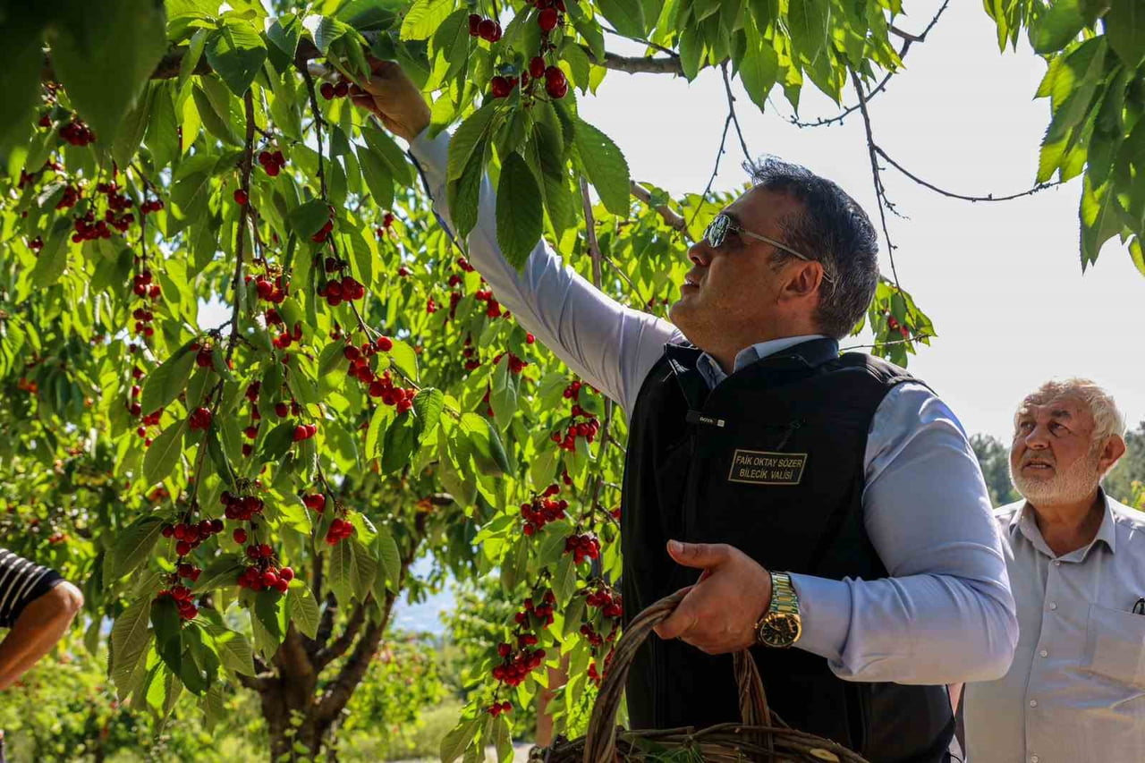 BİLECİK VE İLÇELERİNDE KİRAZ HASADI TÜM HIZIYLA DEVAM DERKEN, 27 BİN DEKAR ALANDA BU YIL YAKLAŞIK...