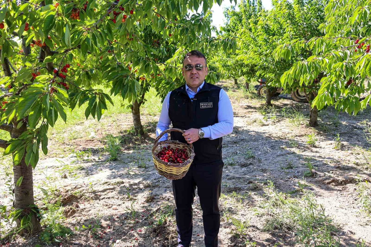 BİLECİK VE İLÇELERİNDE KİRAZ HASADI TÜM HIZIYLA DEVAM DERKEN, 27 BİN DEKAR ALANDA BU YIL YAKLAŞIK...