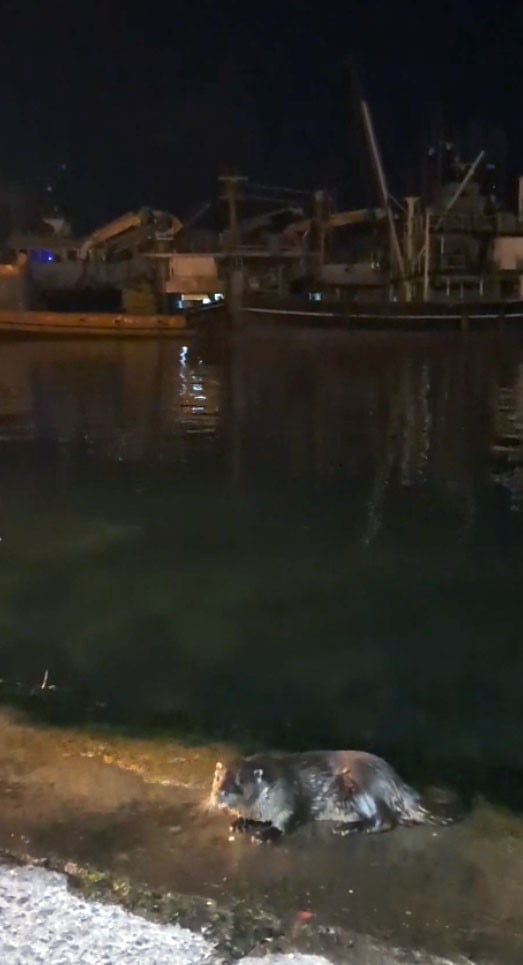 BİR SÜRE BARINAKTA KALAN SU SAMURLARI DAHA SONRA YENİDEN DENİZE DALARAK GÖZLERDEN KAYBOLDU. O...