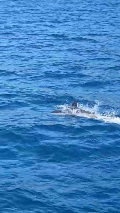 BODRUM İLÇESİNDE DENİZE AÇILAN VATANDAŞLAR, AÇIK DENİZDE KARŞILAŞTIKLARI YUNUSUN TEKNEYE EŞLİK...