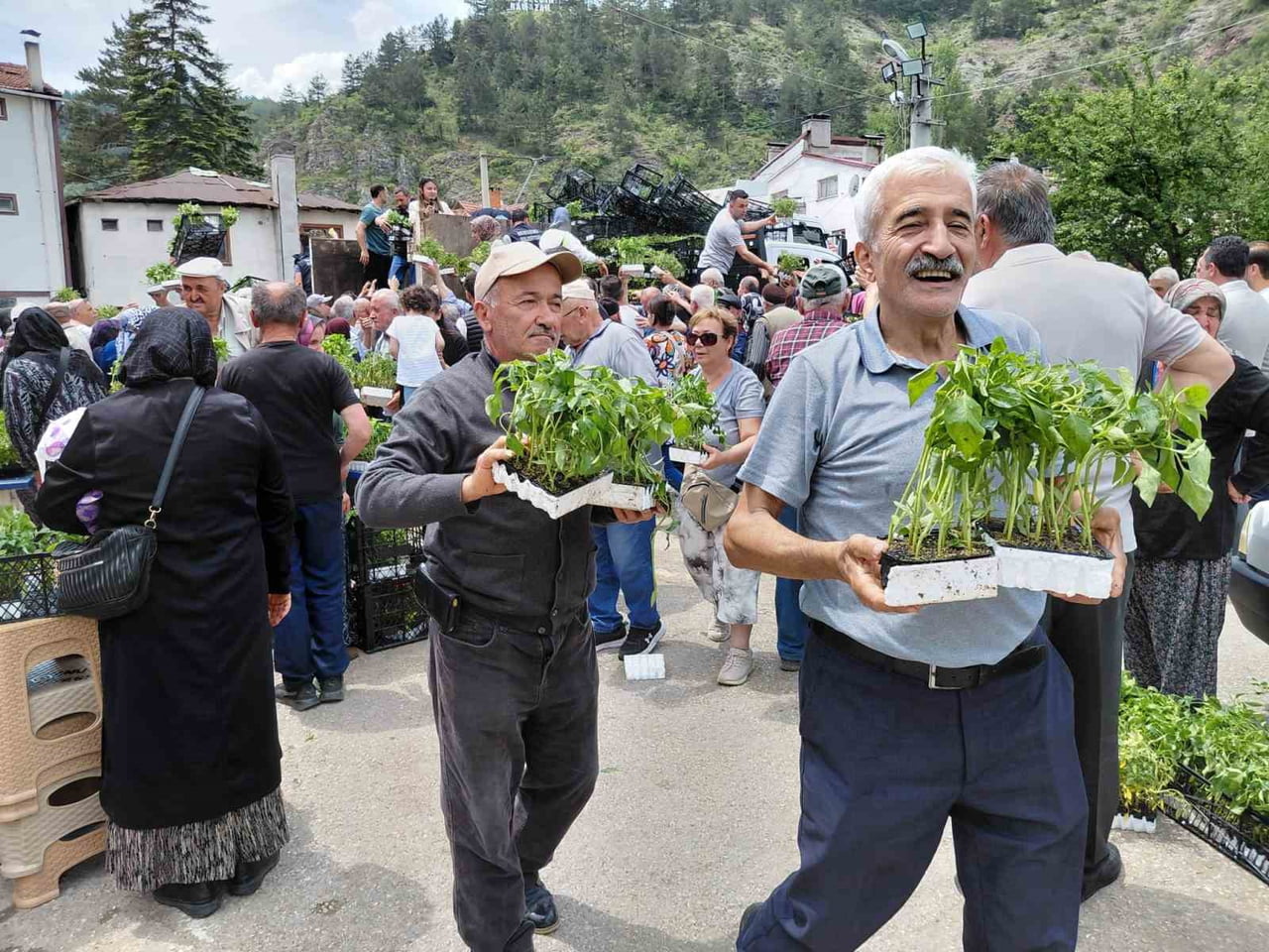 BOLU'NUN MUDURNU İLÇESİNDE VATANDAŞLARA ÜCRETSİZ OLARAK DAĞITILAN FİDE, DAKİKALAR İÇERİSİNDE...
