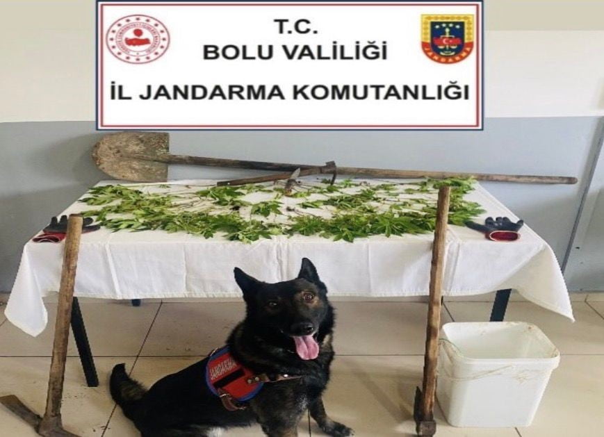 BOLU’DA KAÇAKÇILIKLA MÜCADELE ÇALIŞMALARI KAPSAMINDA DÜZENLENEN OPERASYONDA 73 KÖK KENEVİR BİTKİSİ...