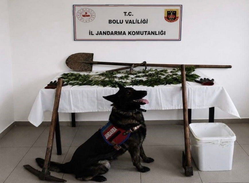 BOLU’DA KAÇAKÇILIKLA MÜCADELE ÇALIŞMALARI KAPSAMINDA DÜZENLENEN OPERASYONDA 73 KÖK KENEVİR BİTKİSİ...