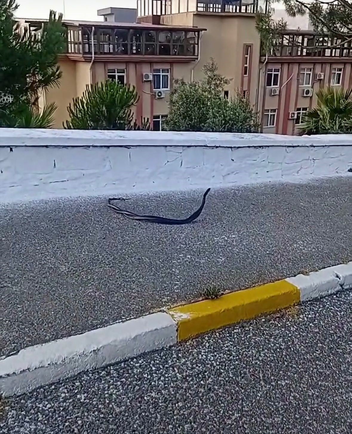 BOZDOĞAN’DA YILANLARIN ÇİFTLEŞME ANI KAMERADA