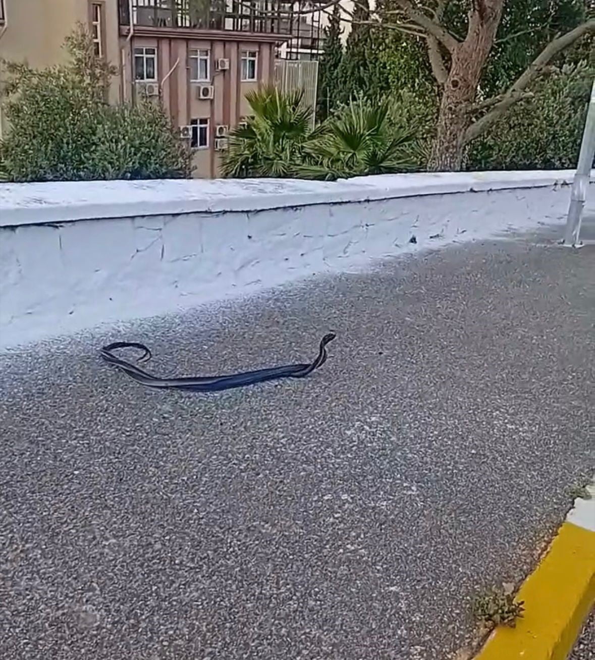 BOZDOĞAN’DA YILANLARIN ÇİFTLEŞME ANI KAMERADA