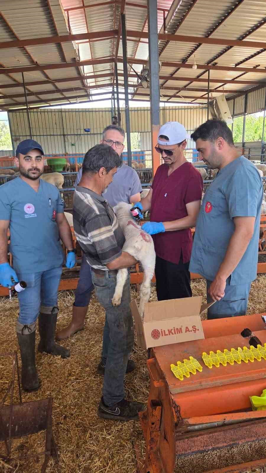 BOZDOĞAN İLÇE TARIM VE ORMAN MÜDÜRLÜĞÜ EKİPLERİ, 'İLE DE FRANCE' IRKI KUZULARIN SOYKÜTÜĞÜ TAKİBİ...