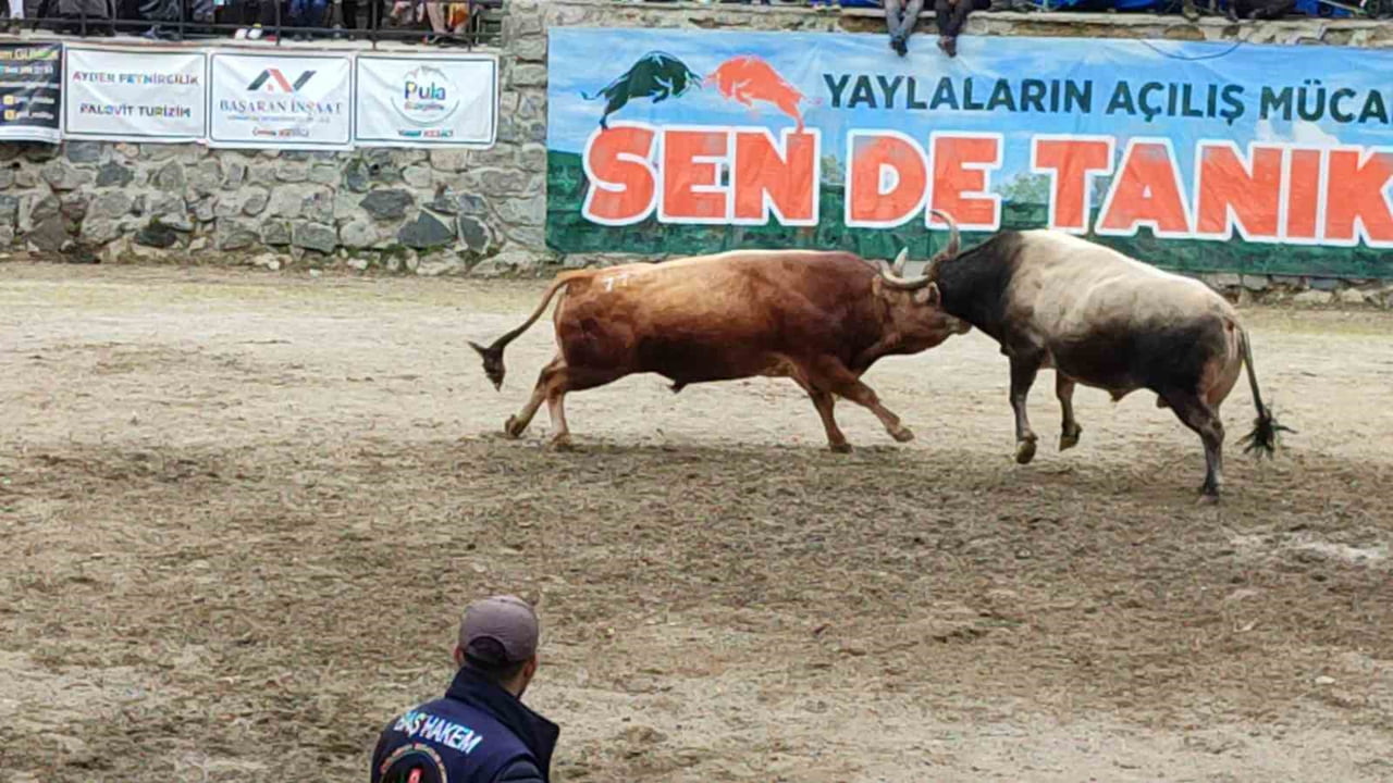 BU YIL 30.'SU DÜZENLENEN GELENEKSEL AYDER GALERDÜZÜ KÜLTÜR, SANAT VE DOĞA ŞENLİĞİ KAPSAMINDA...