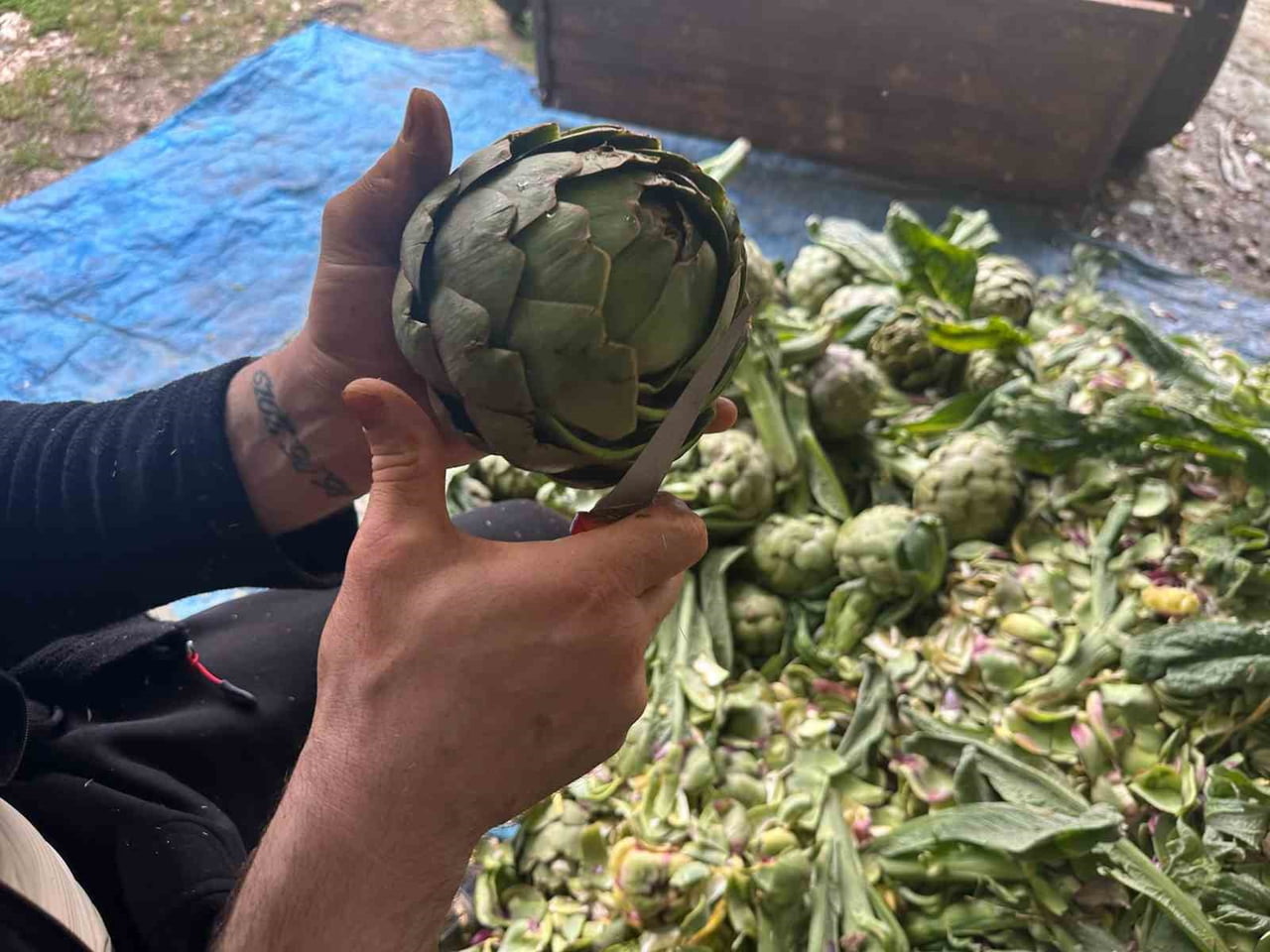 BURSA'DA HASAT SEZONUNUN BAŞLAMASIYLA BİRLİKTE "ENGİNAR SOYUCU" OLARAK ADLANDIRILAN USTALAR DA...