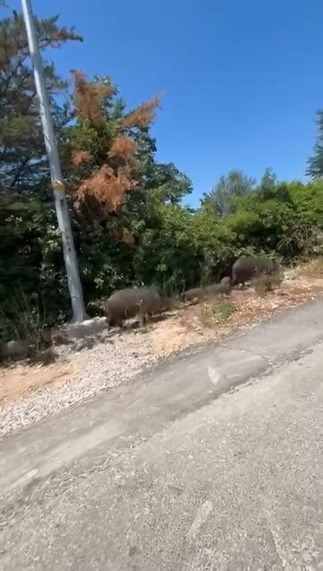 BURSA'DA YİYECEK BULMAKTA ZORLANDIĞI DEĞERLENDİRİLEN YABAN DOMUZLARI, GÜNDÜZ SAATLERİNDE ŞEHİR...