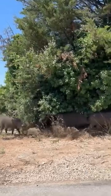 BURSA'DA YİYECEK BULMAKTA ZORLANDIĞI DEĞERLENDİRİLEN YABAN DOMUZLARI, GÜNDÜZ SAATLERİNDE ŞEHİR...