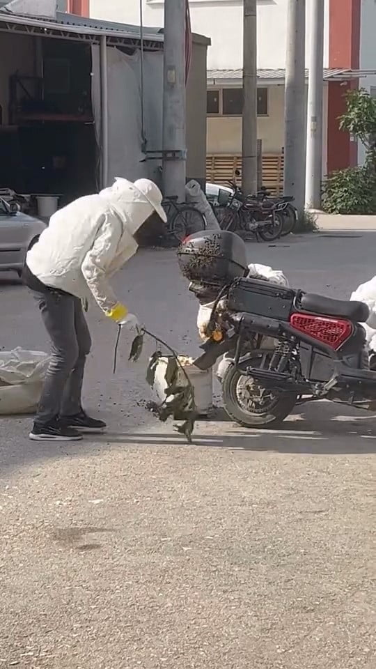 BURSA'NIN İNEGÖL İLÇESİNDE KOVANDAN KAÇAN KRALİÇE ARININ PEŞİNE TAKILAN İŞÇİ ARILAR, PARK...