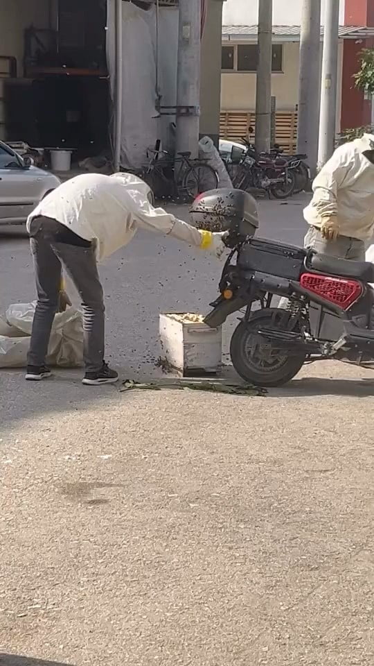 BURSA'NIN İNEGÖL İLÇESİNDE KOVANDAN KAÇAN KRALİÇE ARININ PEŞİNE TAKILAN İŞÇİ ARILAR, PARK...