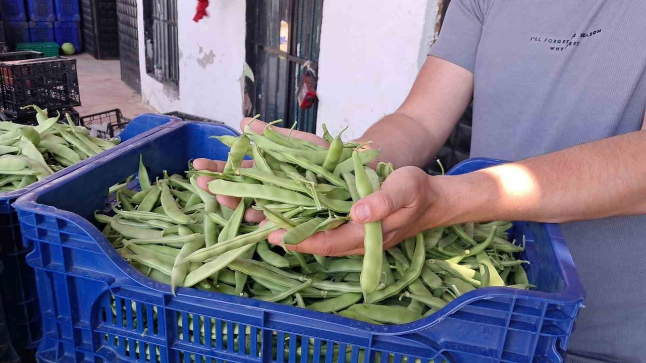 BURSA'NIN İZNİK İLÇESİNE BAĞLI BOYALICA MAHALLESİ'NDE YÖRENİN ÖNEMLİ TARIM ÜRÜNLERİNDEN OLAN...