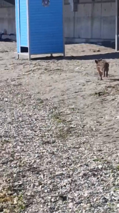 BURSA'NIN MUDANYA İLÇESİNDE SAHİL BANDINDA GÖRÜLEN YABAN DOMUZU, VATANDAŞLARIN CEP TELEFONU...