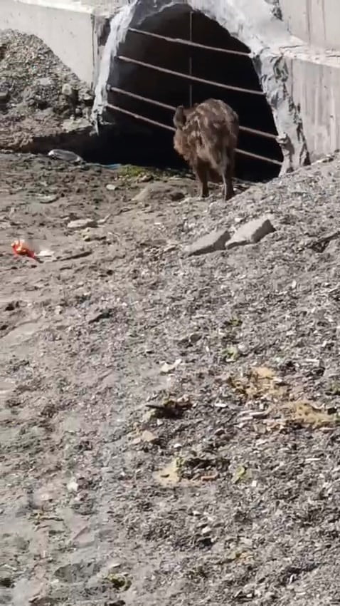 BURSA'NIN MUDANYA İLÇESİNDE SAHİL BANDINDA GÖRÜLEN YABAN DOMUZU, VATANDAŞLARIN CEP TELEFONU...