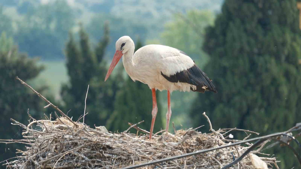 BURSA'NIN MUSTAFAKEMALPAŞA İLÇESİNE BAĞLI KARAOĞLAN MAHALLESİ, BU YIL 37'YE ULAŞAN YUVASIYLA...
