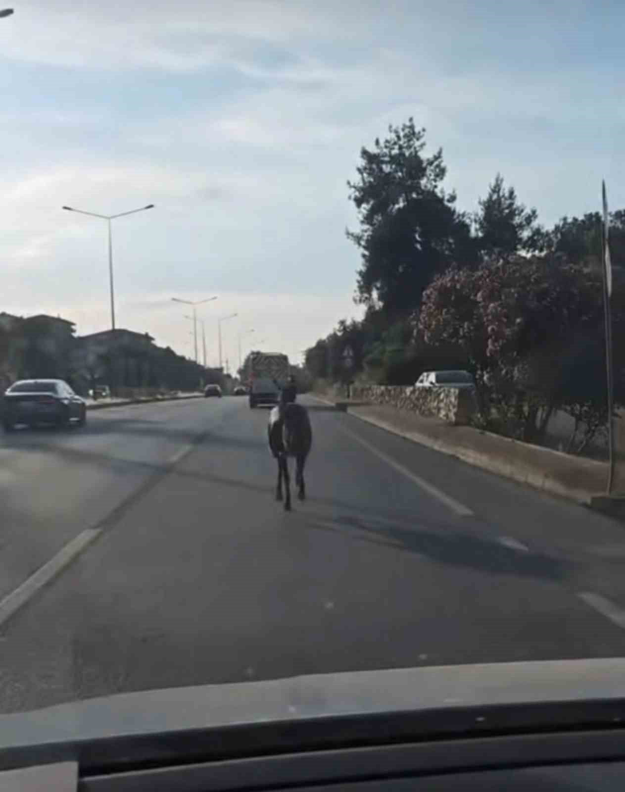 BURSA’DA ANA YOLA ÇIKAN BAŞIBOŞ AT, TRAFİKTE TEHLİKELİ ANLARIN YAŞANMASINA NEDEN OLDU.