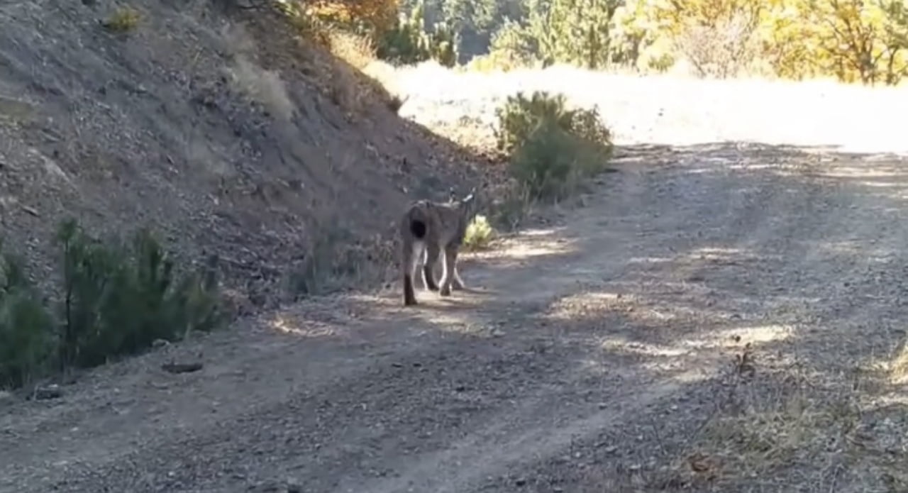 ÇANKIRI’DA DOĞAYA YERLEŞTİRİLEN FOTOKAPAN KAMERALAR, NESLİ TÜKENME TEHLİKESİ ALTINDAKİ VAŞAKLARI...